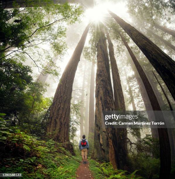 rear view of man walking at forest in redwoods national park, usa. - condado de san mateo imagens e fotografias de stock