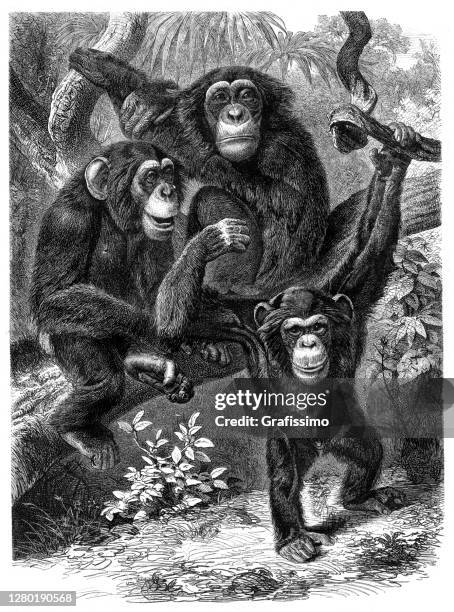 group of chimpanzee in rainforest illustration 1876 - african chimpanzees stock illustrations