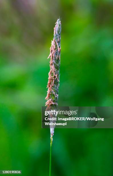 meadow foxtail (alopecurus pratensis), foxtail grass, grasses, upper austria, austria - alopecurus stock pictures, royalty-free photos & images