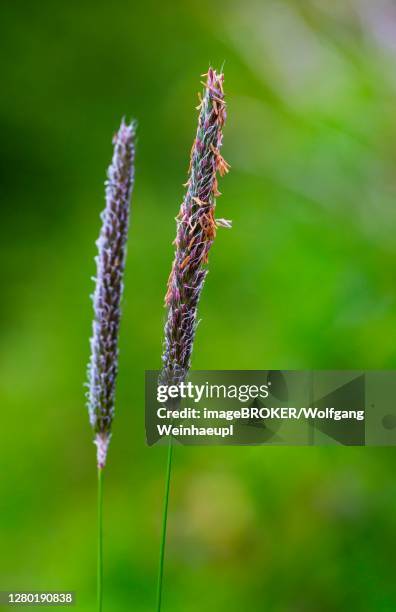 meadow foxtail (alopecurus pratensis), foxtail grass, grasses, upper austria, austria - alopecurus stock pictures, royalty-free photos & images