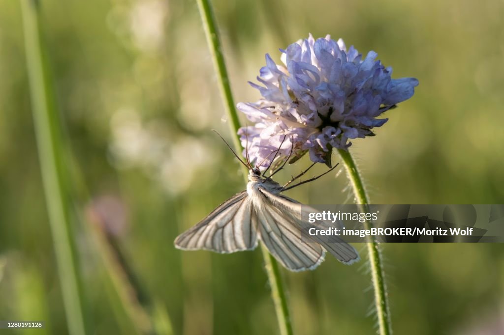 Black-veined white ( Aporia crataegi) on purple blossom, Perlacher Forst, Upper Bavaria, Bavaria, Germany
