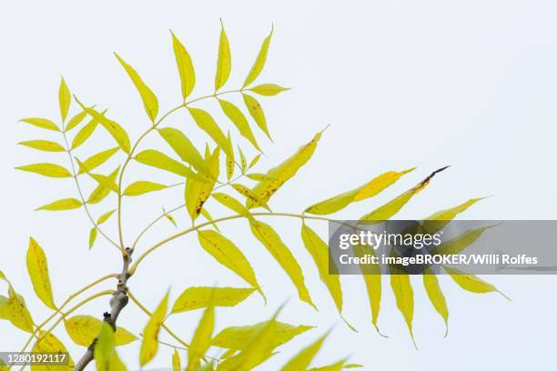 twig, tree ( carya illinoinensis) in autumn, leaf colouring, lower saxony, germany - pecan tree bildbanksfoton och bilder