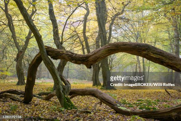 autumn in the jungle baumweg, hut forest, twisted branches lying on the ground, deadwood, lower saxony state forest, oldenburger muensterland, emstek, lower saxony, germany - driftwood stock pictures, royalty-free photos & images