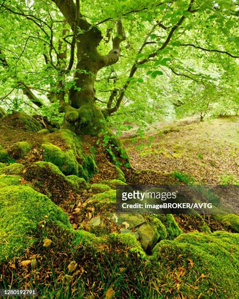 gnarled old beech on rocks with moss in spring, fresh green foliage, kellerwald-edersee national park, hesse, germany - hesse germany stock pictures, royalty-free photos & images