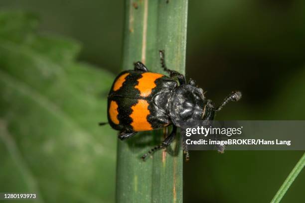 nicrophorus vespilloides (nicrophorus vespilloides) on a plant stem baden-wuerttemberg, germany - nicrophorus stock pictures, royalty-free photos & images