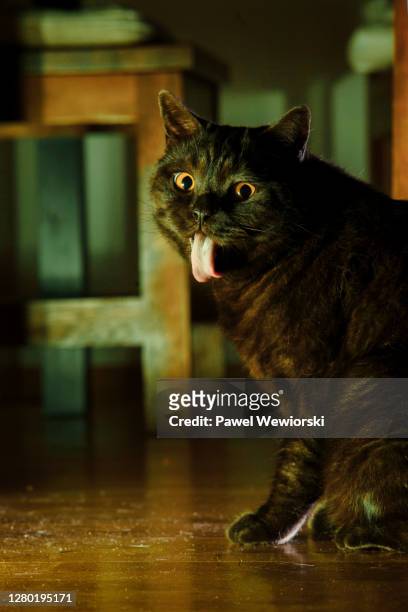 cat sticking tongue out - cat sticking out tongue stock pictures, royalty-free photos & images