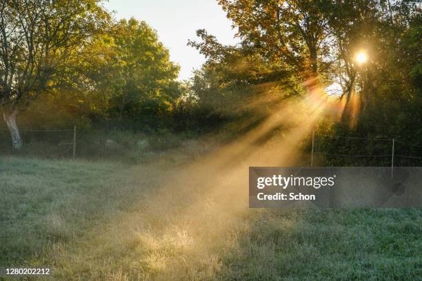 the sun shining through trees and morning mist in autumn in agricultural landscape - legends of football red carpet arrivals stockfoto's en -beelden