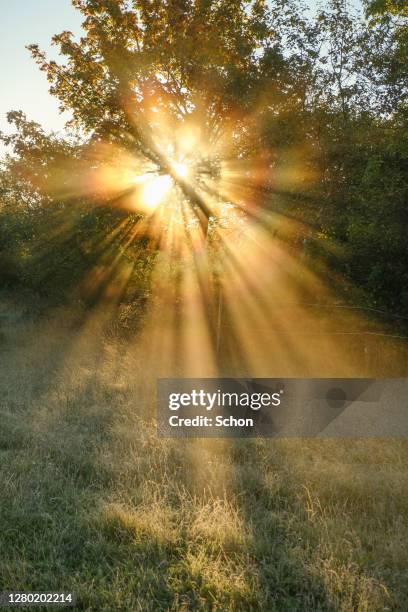 the sun shining through trees and morning mist in autumn in agricultural landscape - forest morning sunlight stockfoto's en -beelden