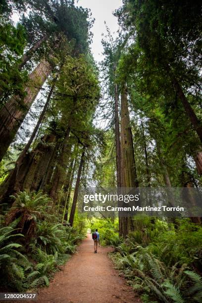 rear view of man walking at forest in redwoods national park, usa. - redwood stock-fotos und bilder