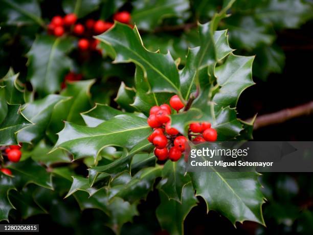 holly berries - holly stock pictures, royalty-free photos & images