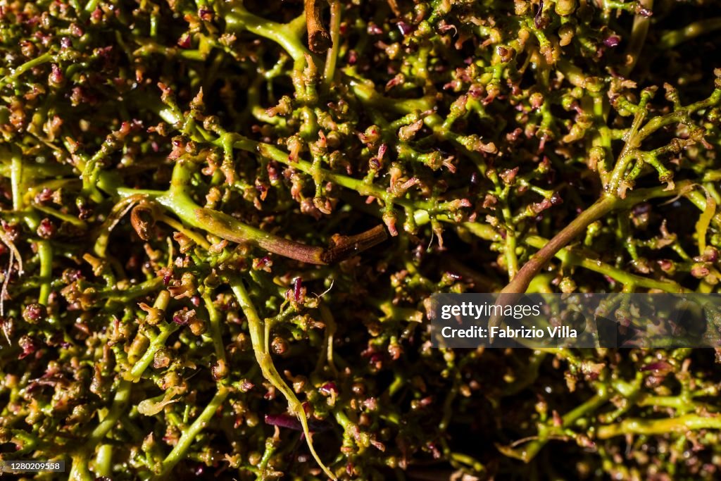 Nerello Mascalese Harvest In Sicily
