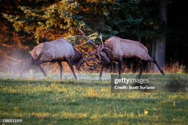 elk battle - rutting stock-fotos und bilder