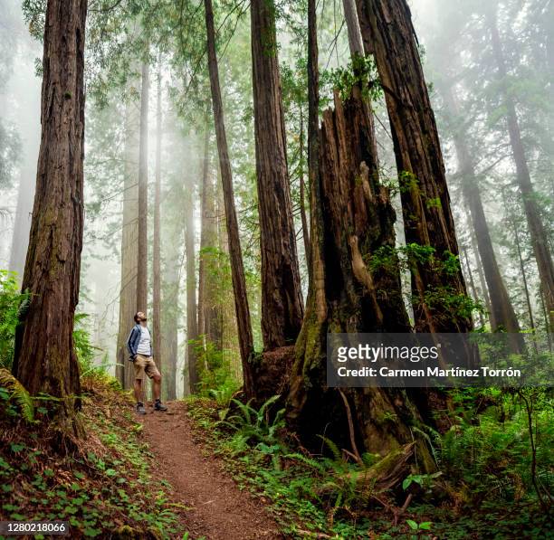 alone hiker on a trip between the nature in redwoods national park, usa. - floresta de sequoias - fotografias e filmes do acervo