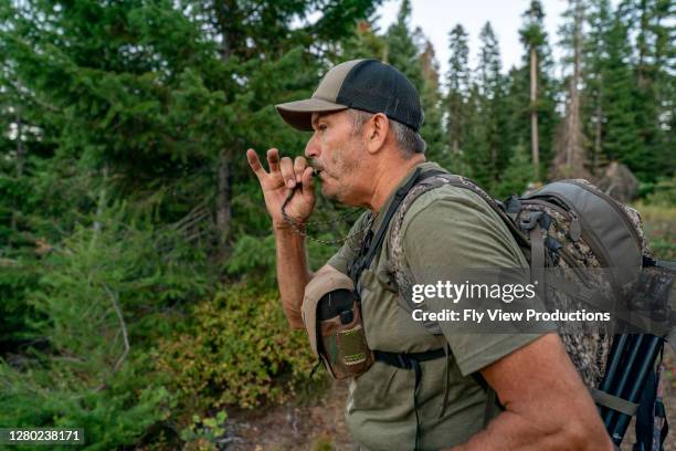 hunter använder bugle medan jaga älg - piper bildbanksfoton och bilder