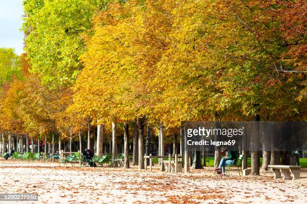 parigi: jardin des tuileries in autunno. - jardin du luxembourg no people foto e immagini stock
