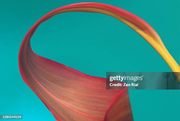 large pink tropical leaf curled against teal background - bent leaf stock pictures, royalty-free photos & images