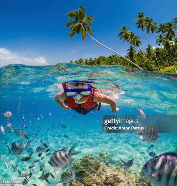 boy snorkeling near the coral reef. vacation at sea - exotische fische stock-fotos und bilder