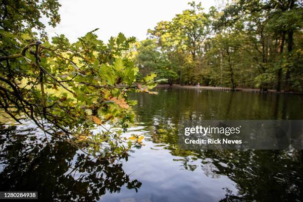 lake with trees in german park - alemanha stock-fotos und bilder