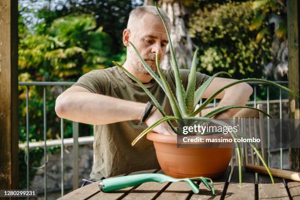 man planting aloe in the pot - aloe plant foto e immagini stock