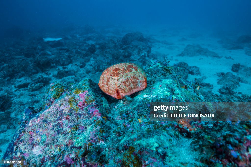 Cushion star. Science name: Culcita novaeguineae
