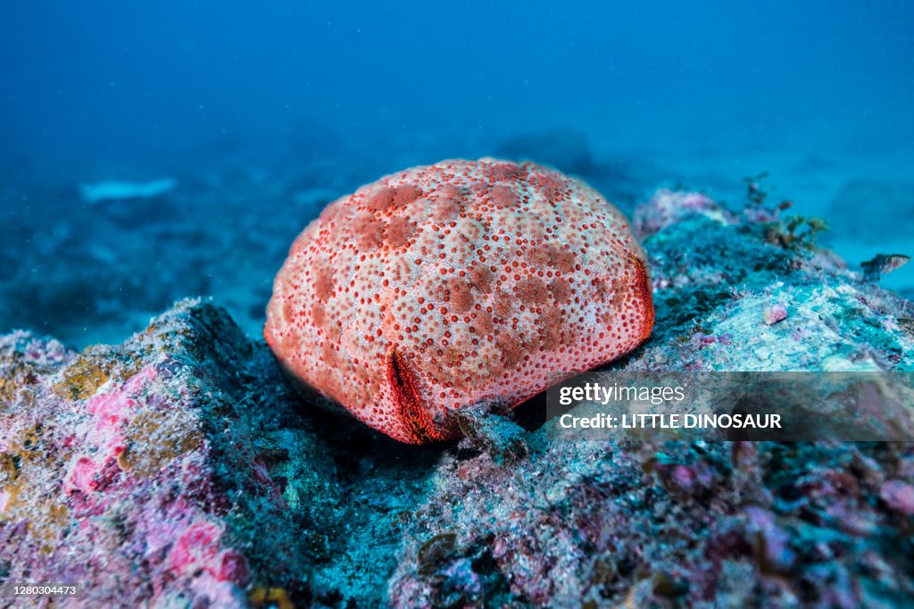 Cushion star. Science name: Culcita novaeguineae
