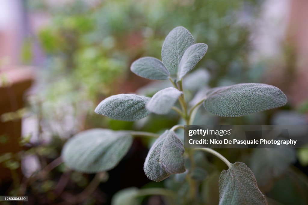 Sage Plant