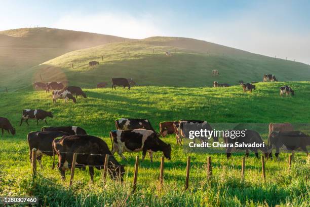 grazing cows in waikato countryside - new zealand dairy farm stock pictures, royalty-free photos & images