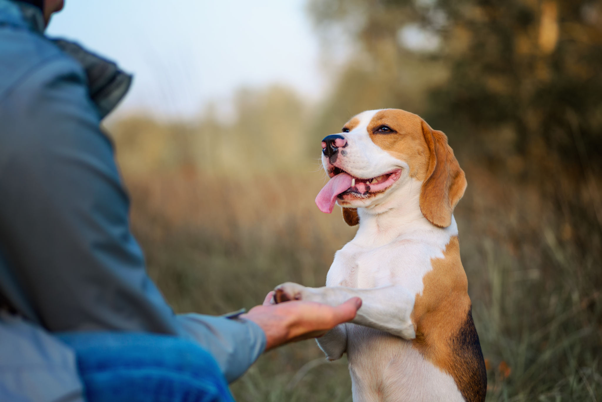 Dog training Dog training