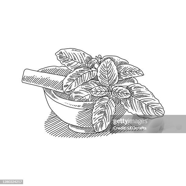 illustrations, cliparts, dessins animés et icônes de dessin de mortier et de basilic - mortar and pestle