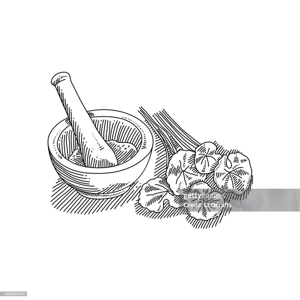 Mortar and Gotu Kola Drawing