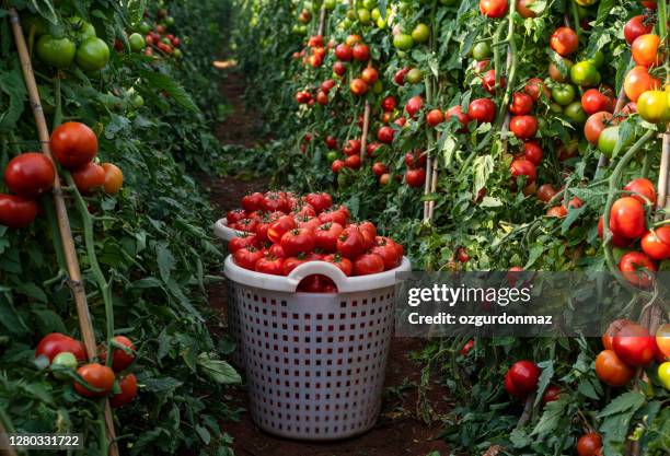 harvesting organic tomatoes on the farm - tomato vine stock pictures, royalty-free photos & images