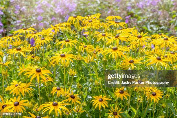 beautiful summer flowering, yellow rudbeckia fulgida var. sullivantii 'goldsturm' black-eyed susan flowers - black eyed susan stock pictures, royalty-free photos & images