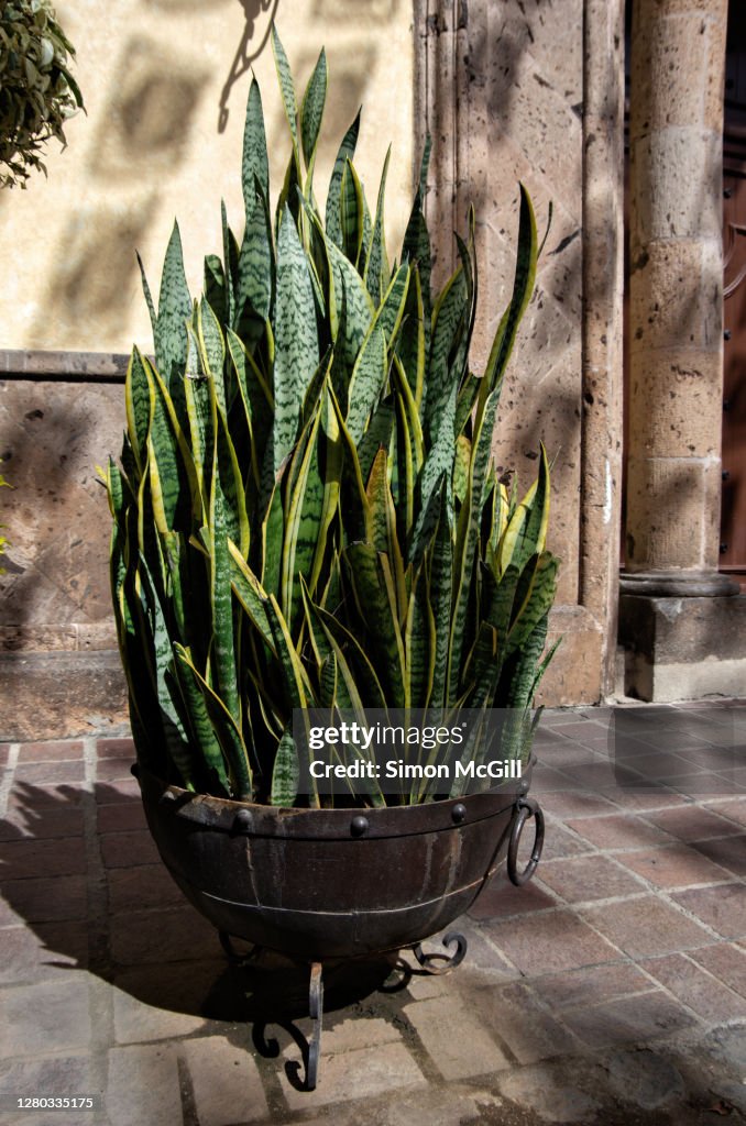 Snake plant (Dracaena trifasciata), also commonly known as Saint George's sword, mother-in-law's tongue or viper's bowstring hemp, growing in a metal pot