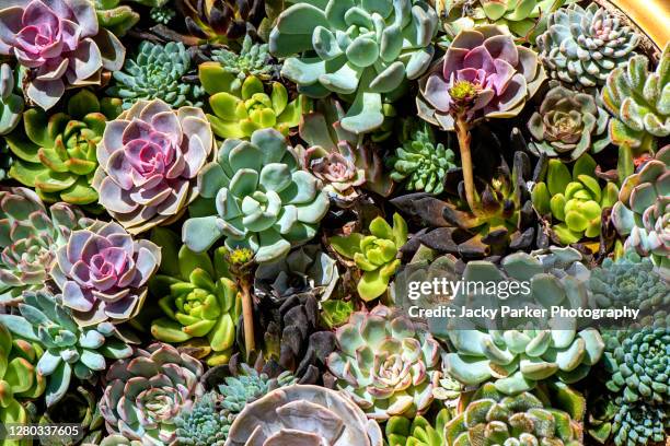 close-up, full frame image of beautiful sempervivum plants also known as houseleeks, liveforever and hen and chicks - succulent plant fotografías e imágenes de stock