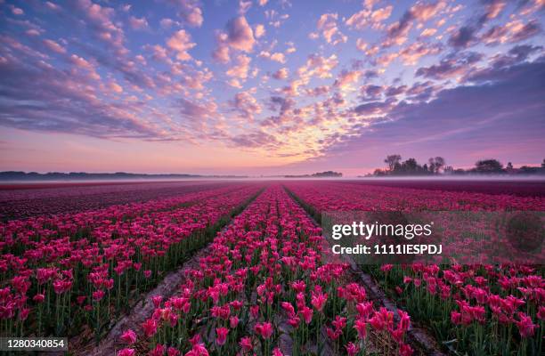 campo de tulipas durante o nascer do sol - tulip - fotografias e filmes do acervo