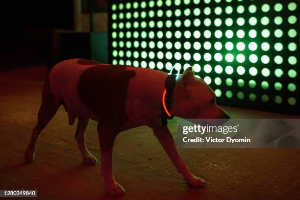 grown fighting dog with the luminous collar - dogfight stock pictures, royalty-free photos & images