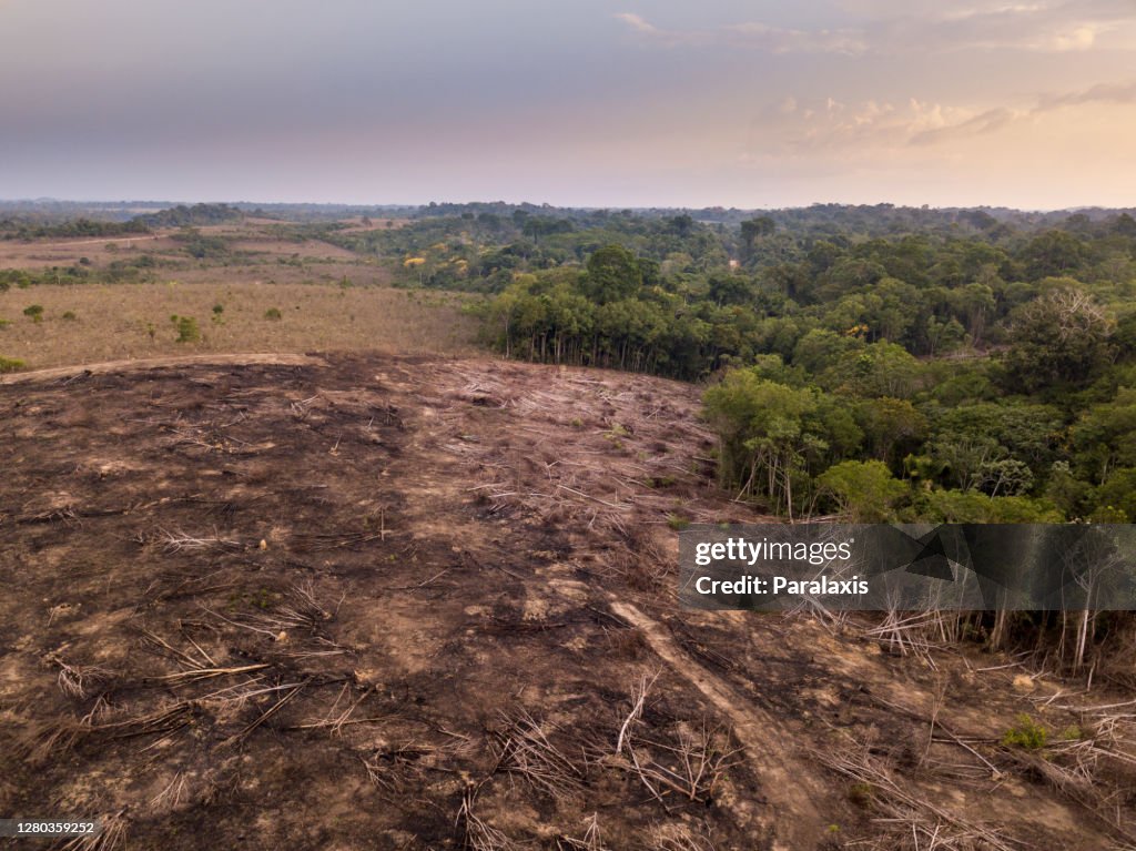Drohnen-Luftaufnahme der Entwaldung im Amazonas-Regenwald. Bäume, die illegal gefällt und verbrannt wurden, um Land für Landwirtschaft und Viehzucht im Jamanxim National Forest, Para, Brasilien zu öffnen. Umgebung.