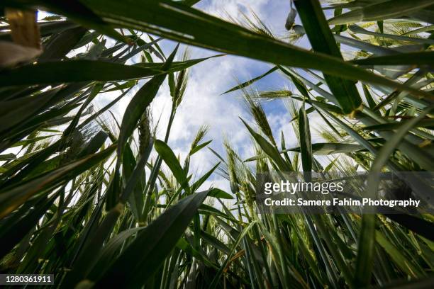 low angle view of wheat growing on field against sky - veteax bildbanksfoton och bilder