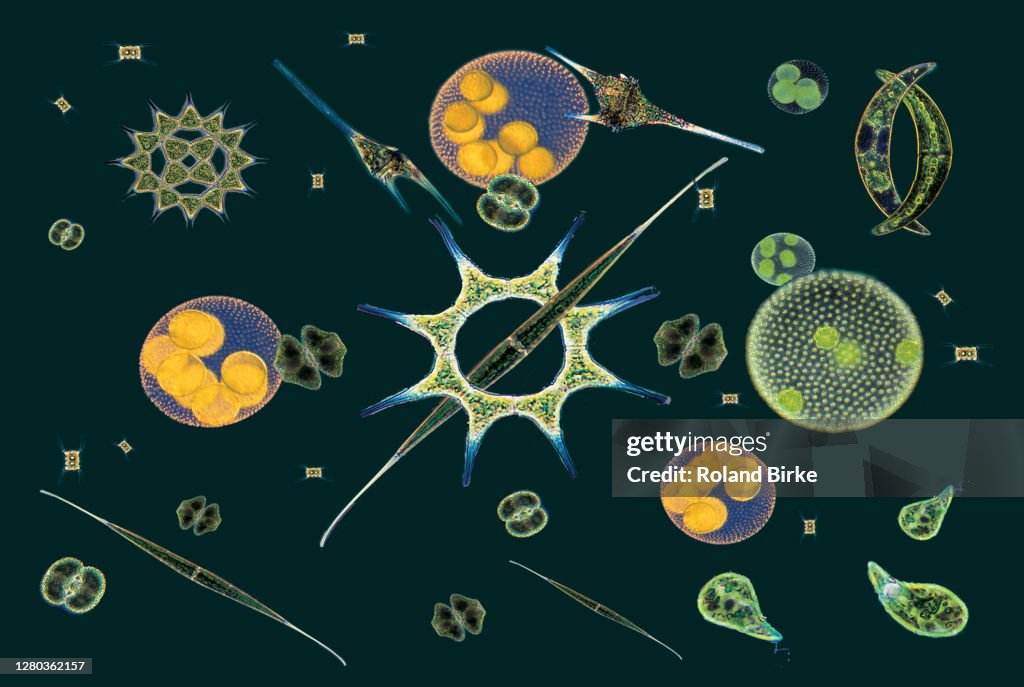 Phytoplankton