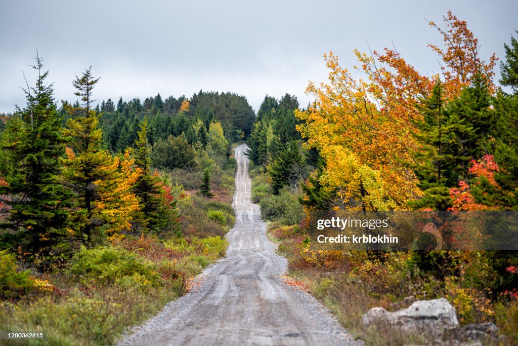Colorful yellow foliage in autumn fall in Dolly Sods in West Virginia in National Forest Park with dirt road path straight driving point of view