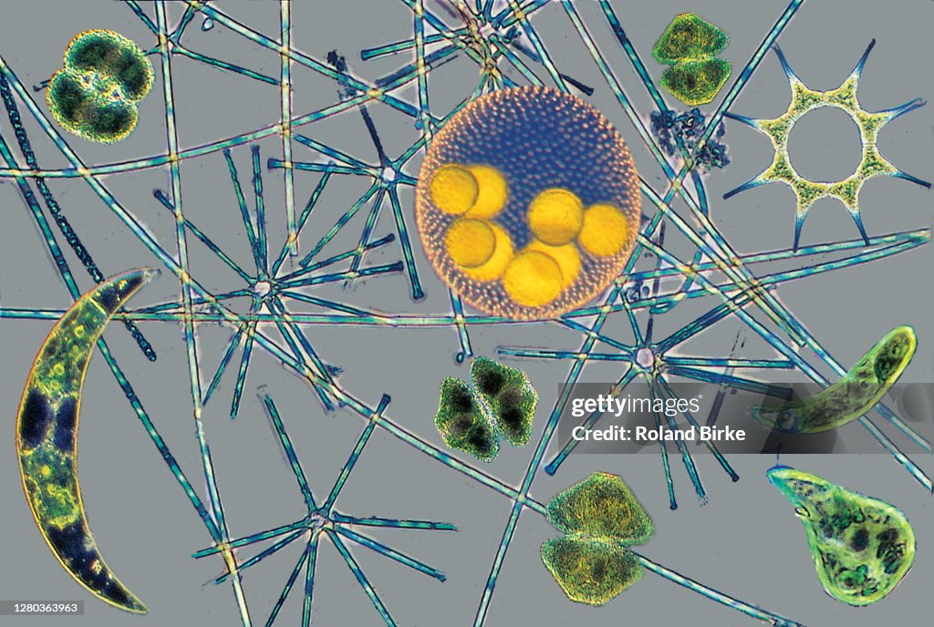 Phytoplankton