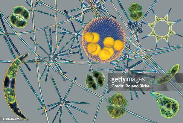 phytoplankton - phytoplankton stock pictures, royalty-free photos & images
