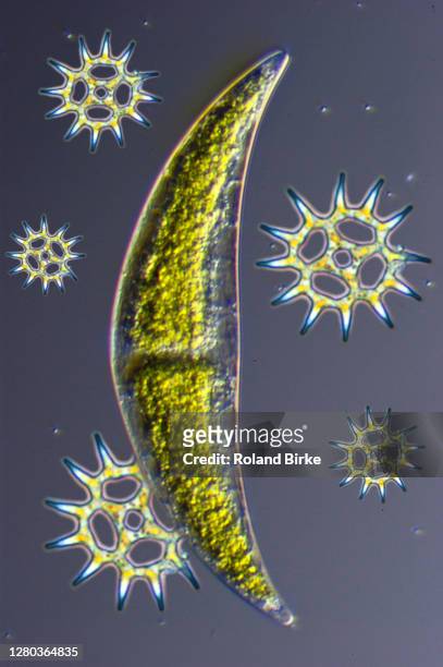 desmid algae and pediastrum - phytoplankton stock pictures, royalty-free photos & images