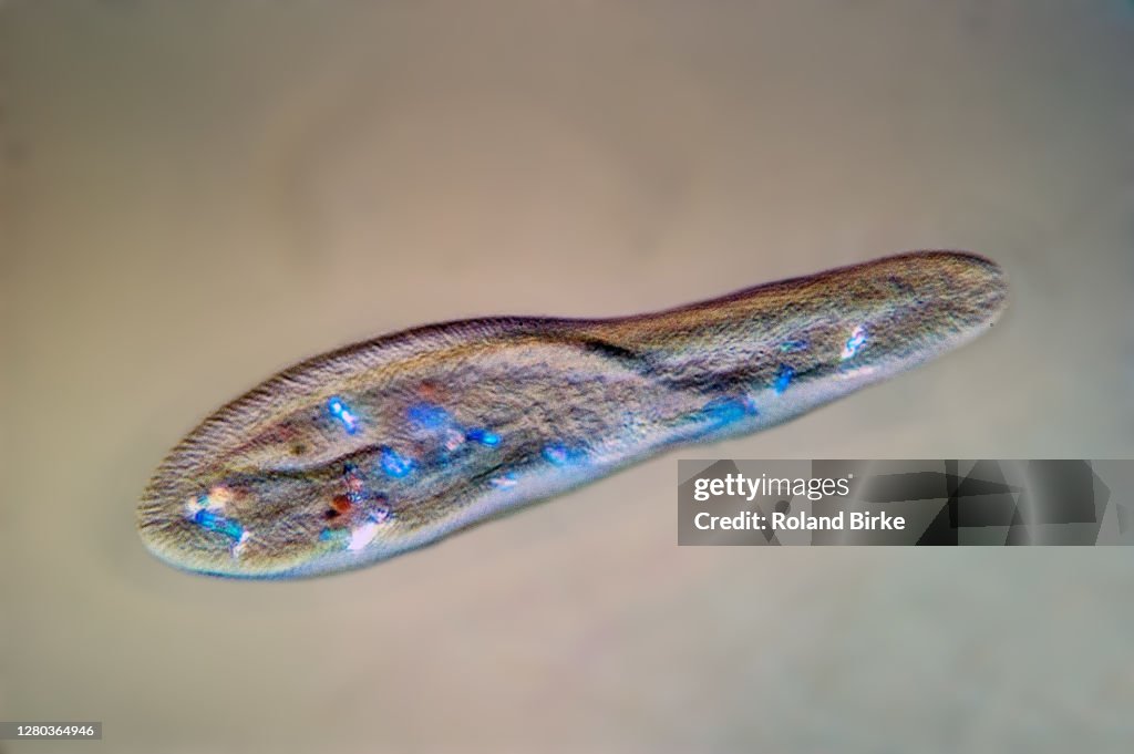 Paramecium caudatum