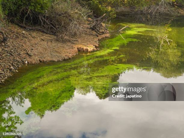 cyanobacteria - algae lake stock pictures, royalty-free photos & images
