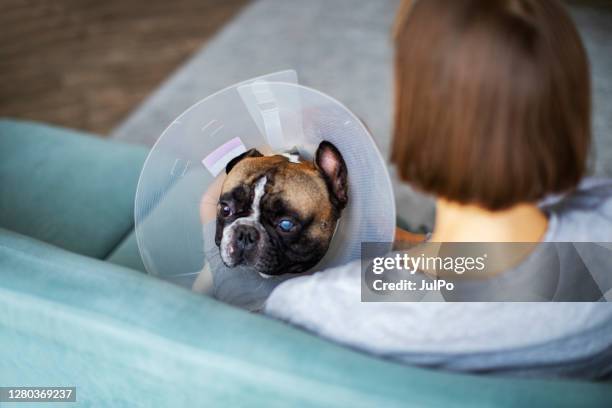 senior dog with elizabethan collar - elizabethan ruff stock pictures, royalty-free photos & images