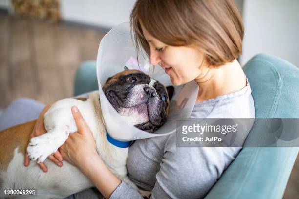 senior hund mit elisabethanischen kragen - a cone stock-fotos und bilder