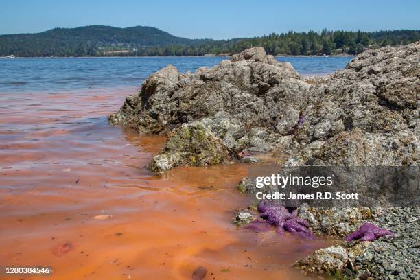 red tide / algal bloom with starfish - red_tide stock pictures, royalty-free photos & images