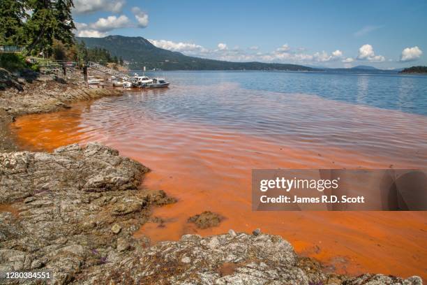 red tide / algal bloom - red tide stock pictures, royalty-free photos & images