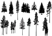 Silhouettes of pine trees.